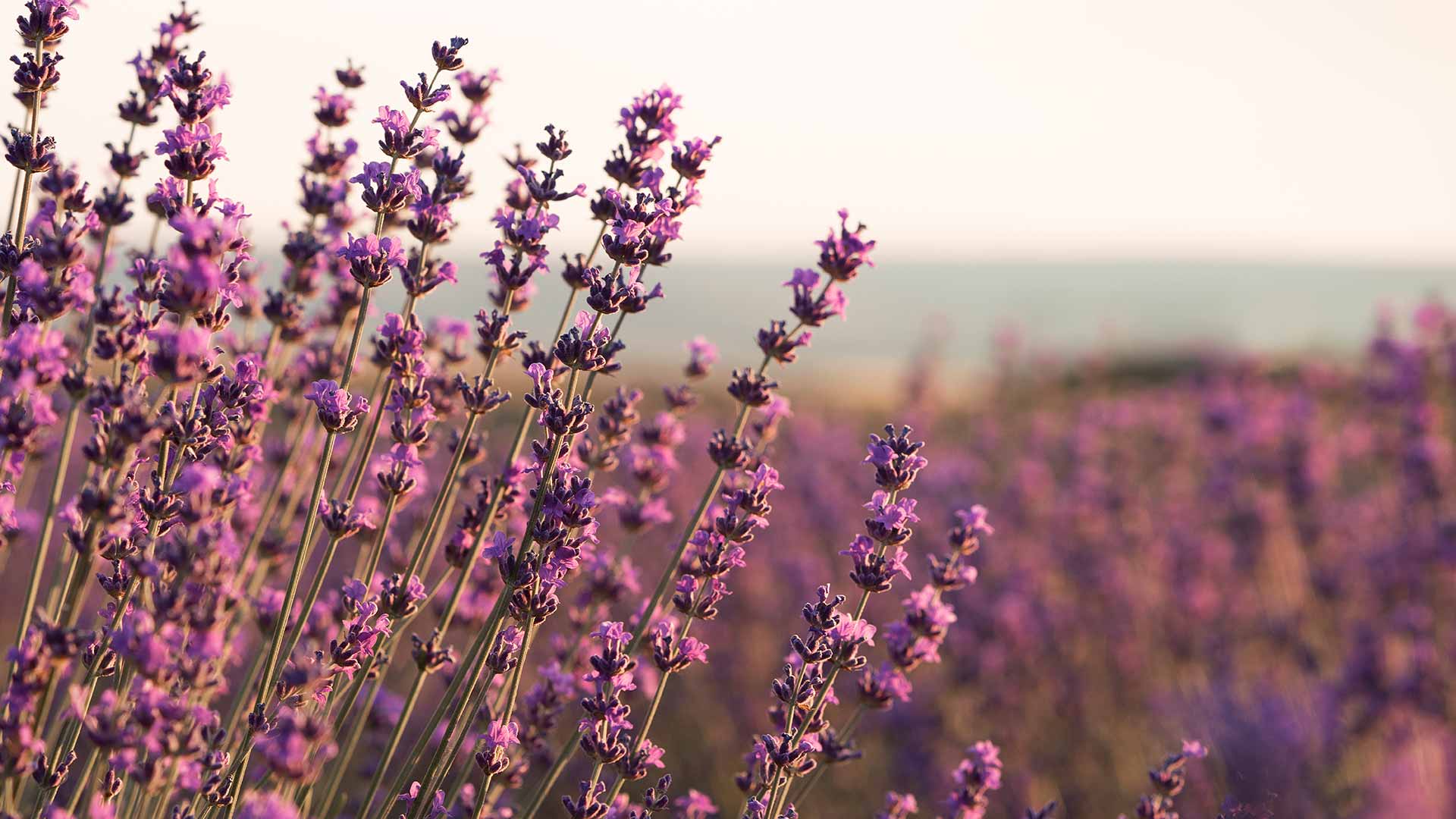 Aigua floral natural tipus tònic facial per hidratar i calmar la pell sensible